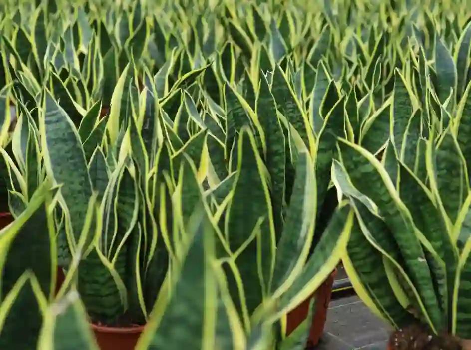 Gaziantep'te, Evinize Bereket ve Huzur Katacak 8 Şifalı Bitki! 8